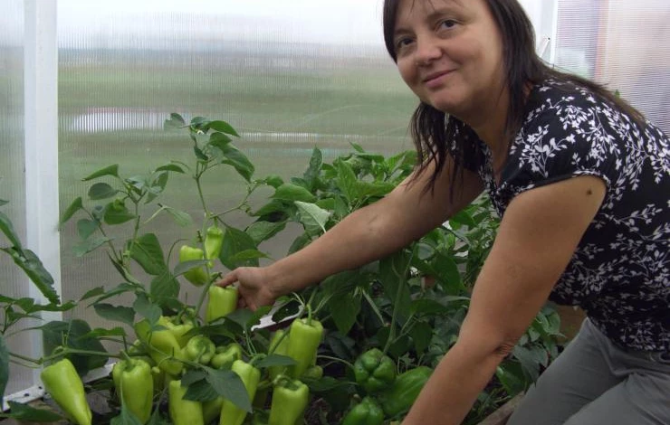 как избавиться от почвоутомления в теплице