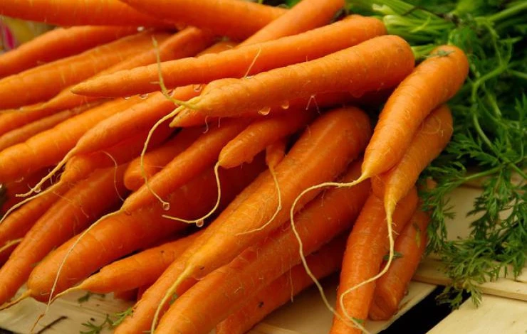 выращивание моркови