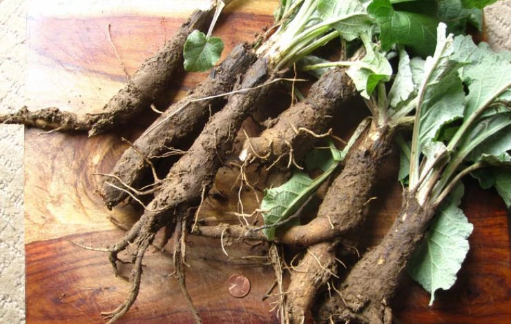 кофе из лопуха