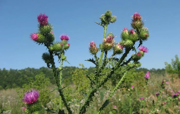 лопух съедобный сорняк