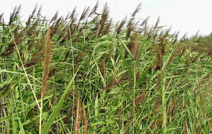 тростник съедобный сорняк