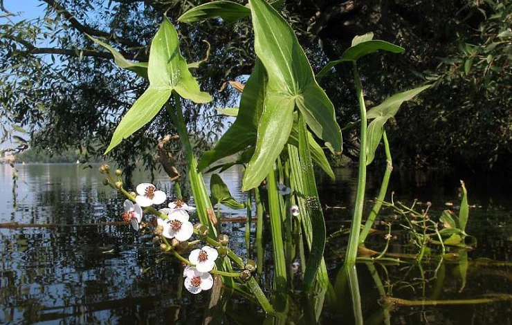 стрелолист съедобный сорняк