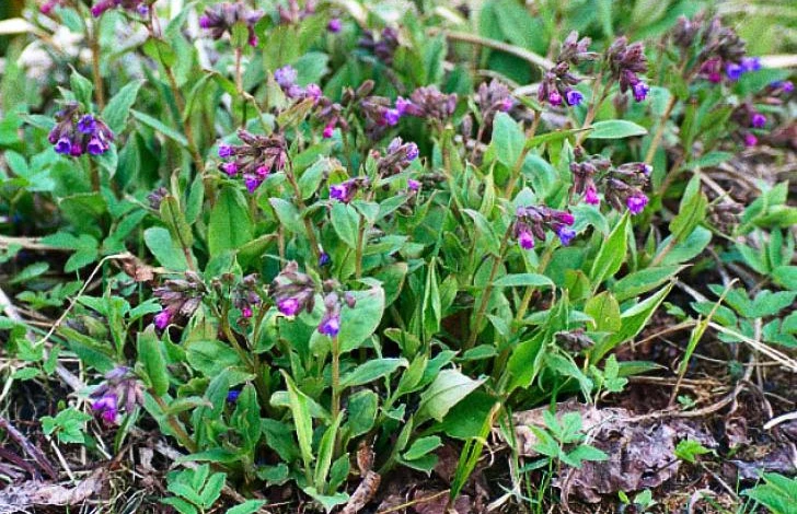 медуница съедобный сорняк