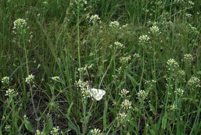 пастушья сумка съедобный сорняк