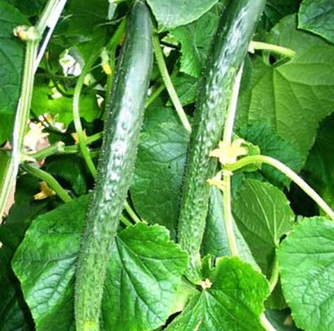 огурец Изумрудный поток F1 китайские сорта