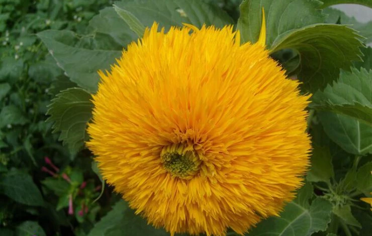 Фото: декоративный подсолнух Плюшевый мишка