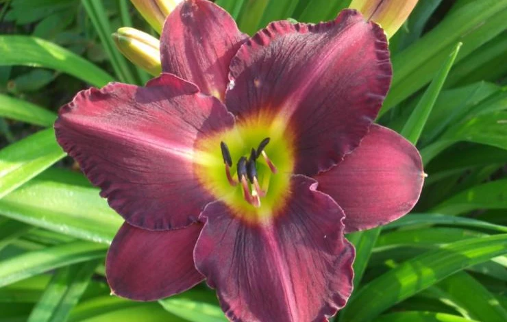 цветение лилейника