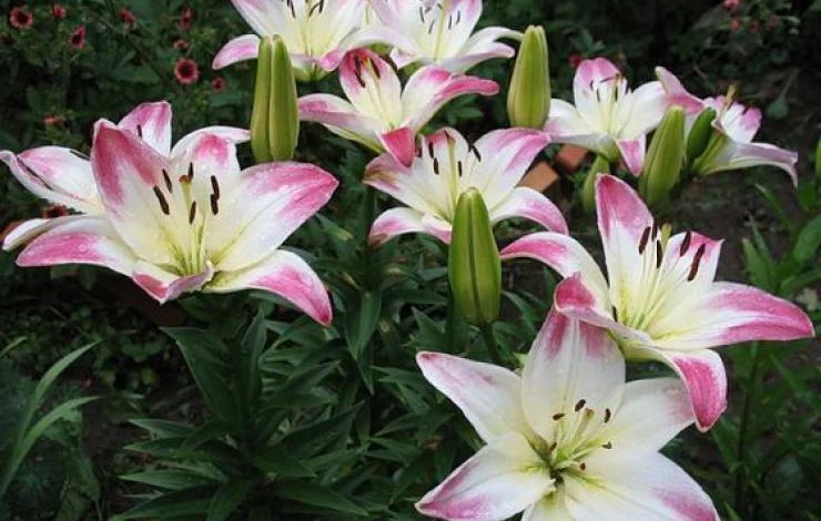 листья лилии