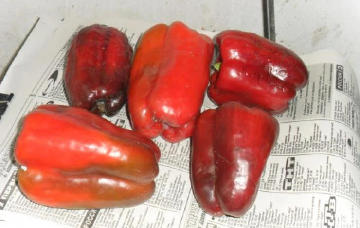 сорта перца Звезда Востока черная