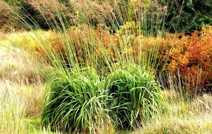 декоративный злак молиния