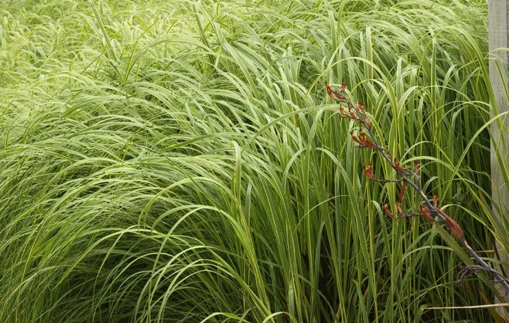 декоративный злак спартиния