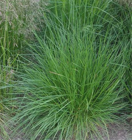 декоративный злак дешампсия