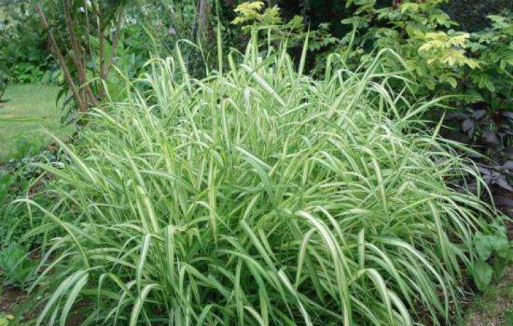 декоративный злак фалярис