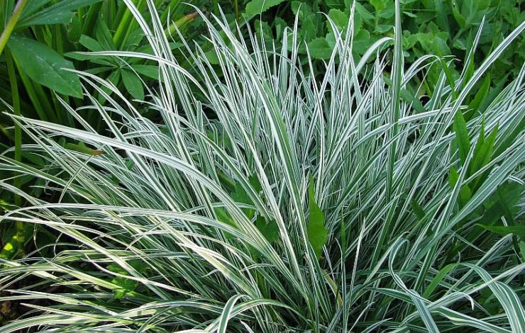 декоративный злак райграс