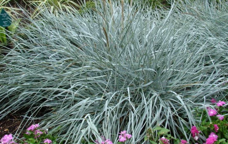 декоративный злак колосняк