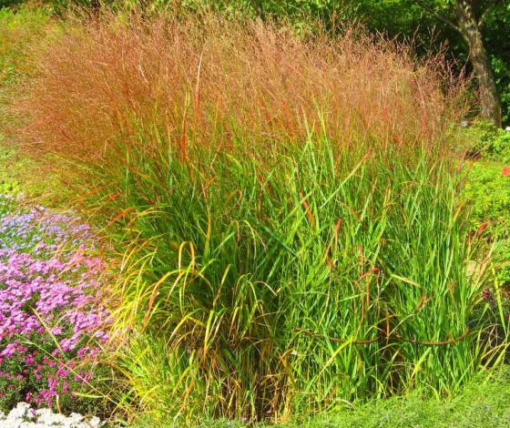 декоративный злак просо