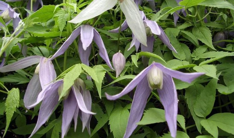 Фото: княжик охотский