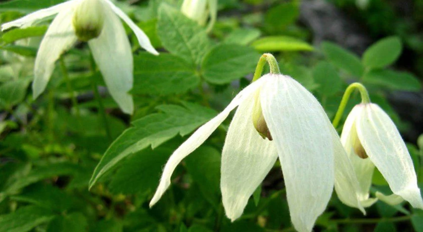 Фото: княжик сибирский