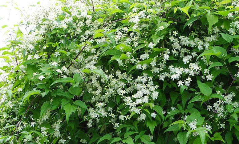 Фото: ломонос короткохвостный