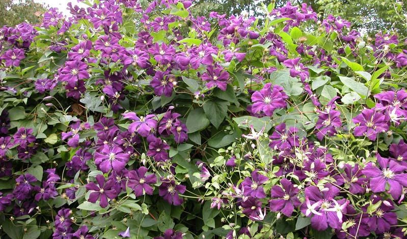 Фото: ломонос фиолетовый