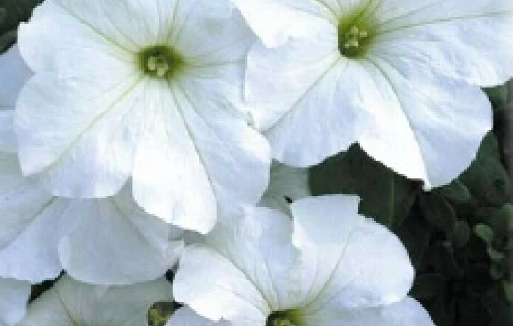 Фото: петуния Hit Parade White