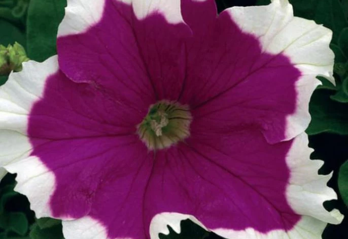 Фото: петуния Hulahoop Rose