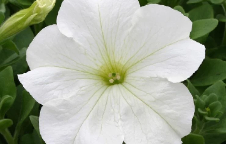 Фото: петуния Aladdin White