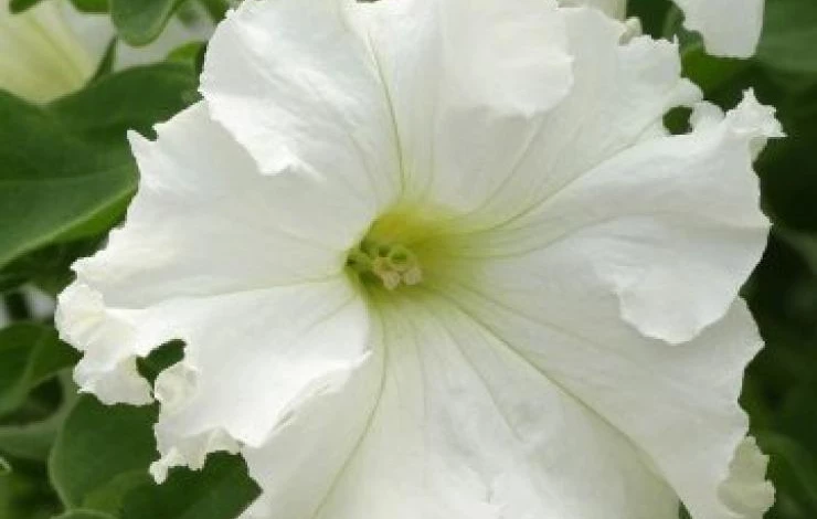 Фото: петуния Tango White