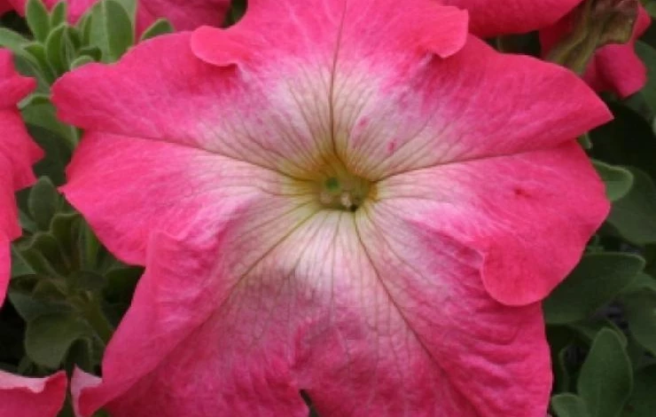 Фото: петуния Horizon Red Halo