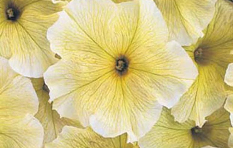 Фото: петуния Prism Sunshine