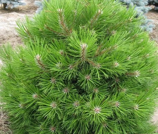 маленькие хвойные растения для сибири