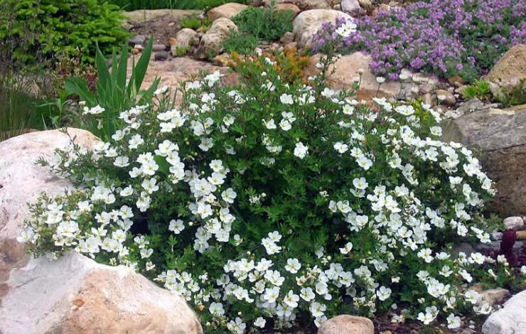 Фото: курильский чай даурский