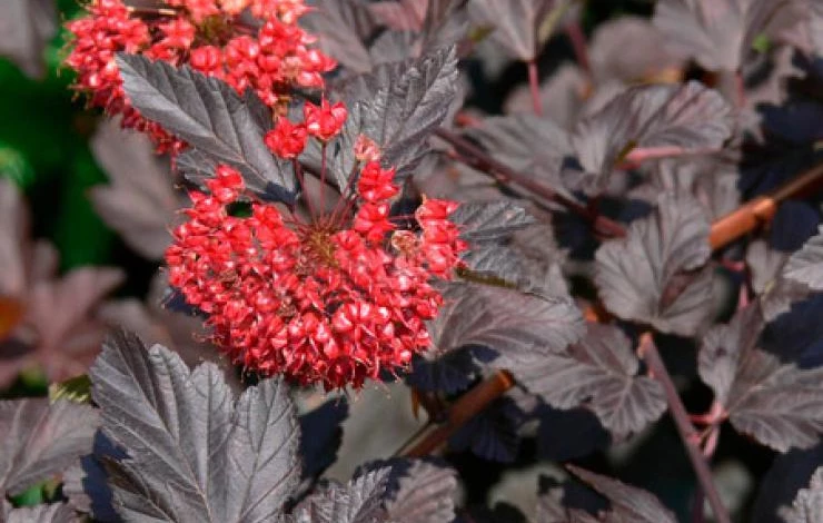 Фото: пузыреплодник Ред Барон