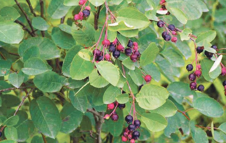 выращивание ирги в сибири