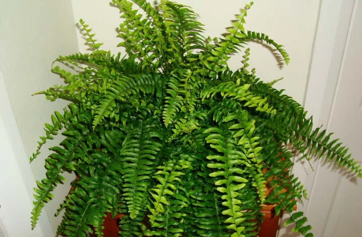 Фото: папоротник