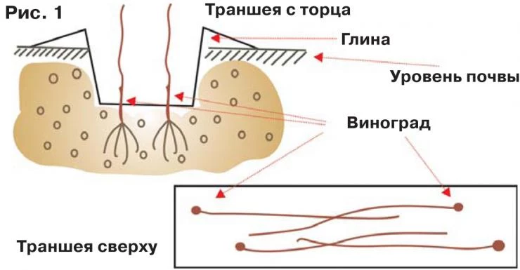 виноград в траншее