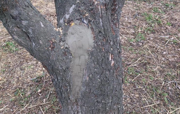 чем заделать дупло