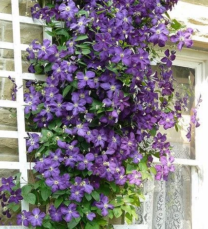 многолетние вьющиеся растения Клематис