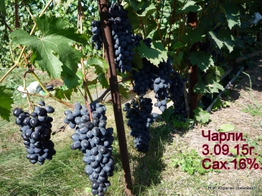 виноград чарли