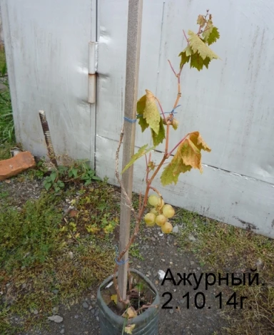 черенки для размножения винограда