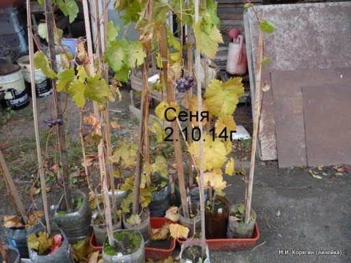 как высадить саженцы винограда