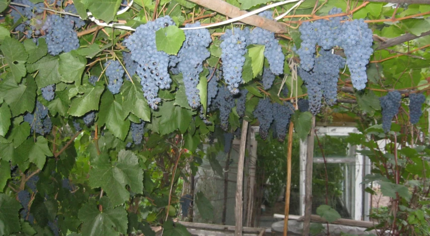 урожайность винограда памяти домбковской