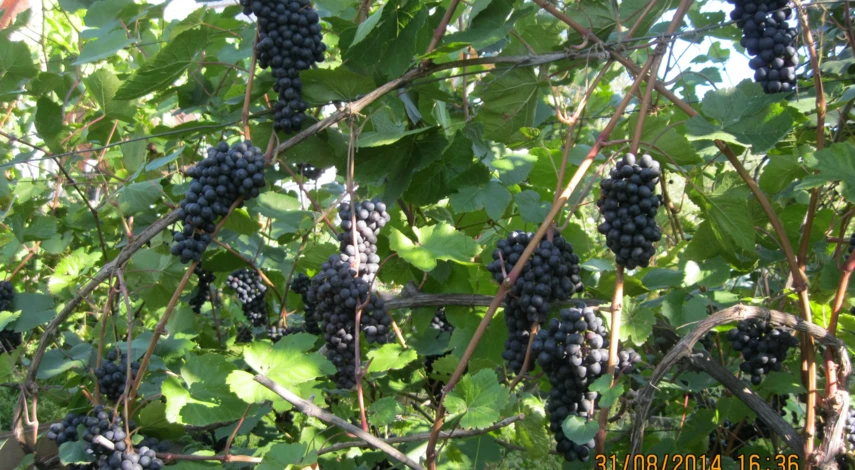 подкормка винограда бчз