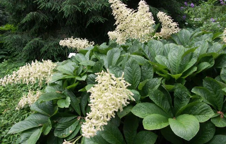 Роджерсия конскокаштанолистная