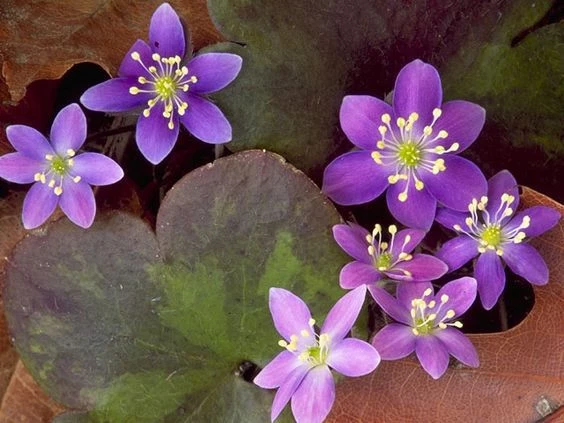 печеночница благородная