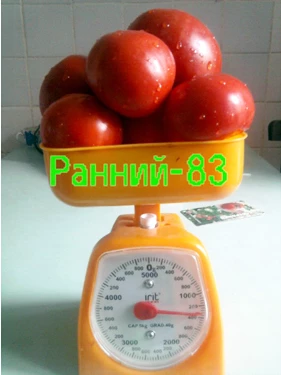 сорт томата ранний 83