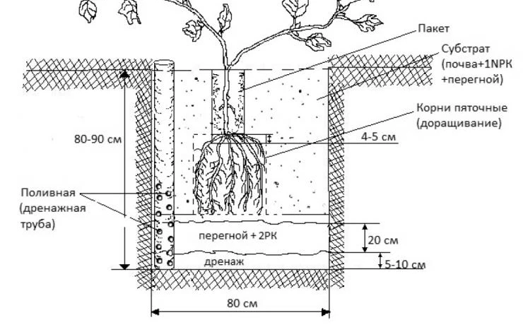 схема посадки винограда