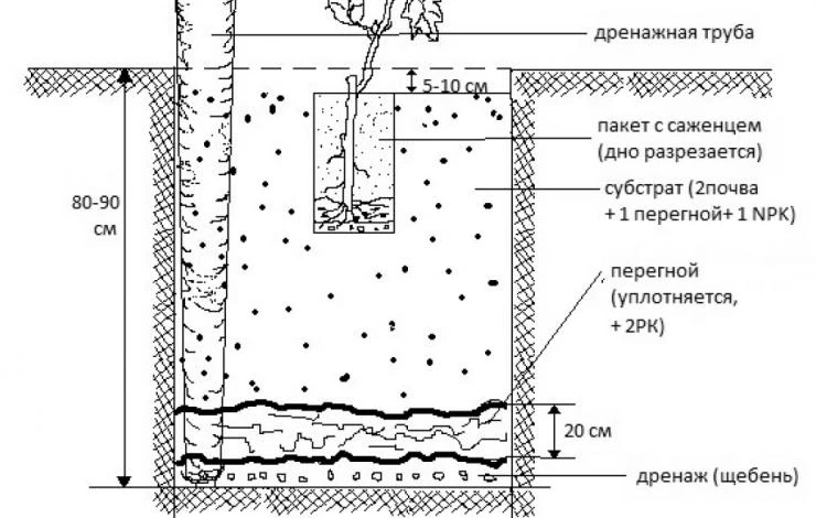 посадка винограда