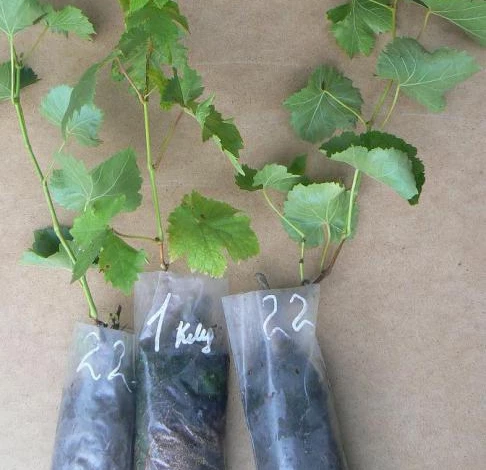 виноград алешенькин фото