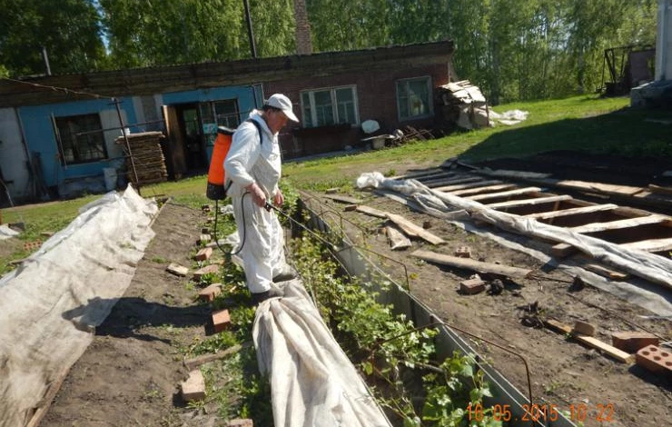 виноград алешенькин фото